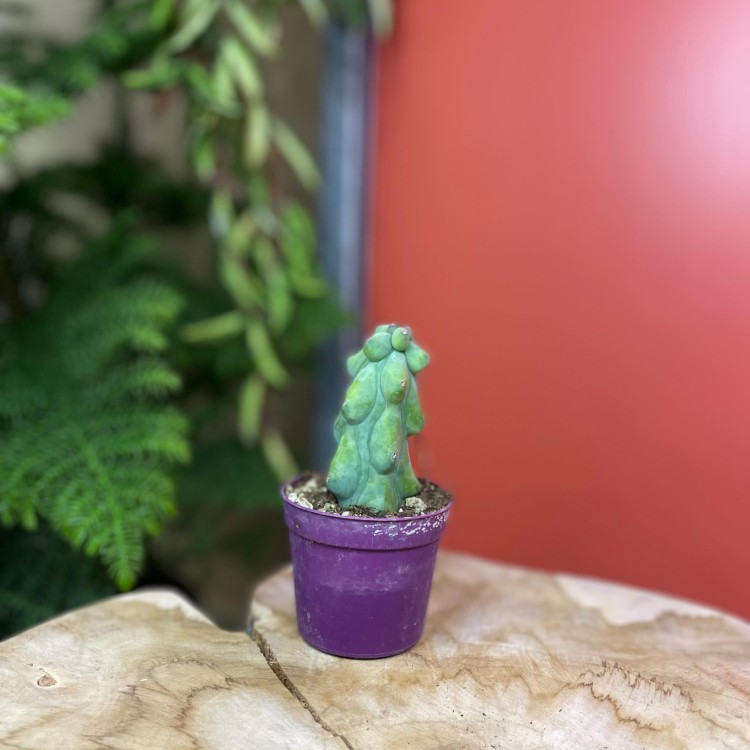 Myrtillocactus geometrizans 'Fukurokuryuzinboku' kaktus (6).jpg