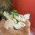 epipremnum happy leaf (2).jpg