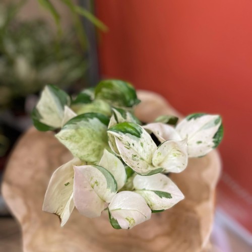 epipremnum happy leaf (3).jpg