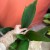 aspidistra elatior aspidistra wyniosła  (1).jpg