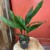 aspidistra elatior aspidistra wyniosła  (2).jpg