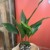 aspidistra elatior aspidistra wyniosła  (4).jpg
