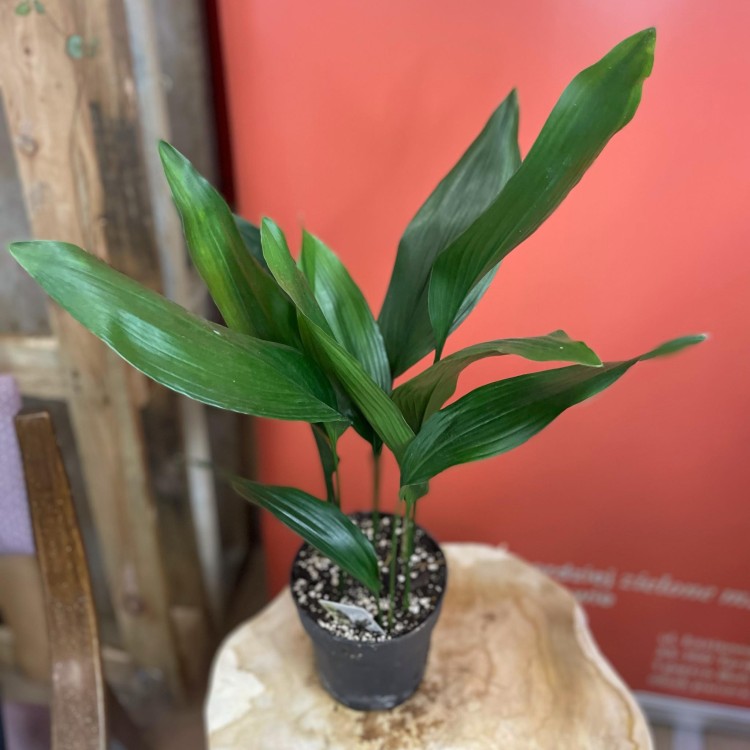 aspidistra elatior aspidistra wyniosła  (5).jpg