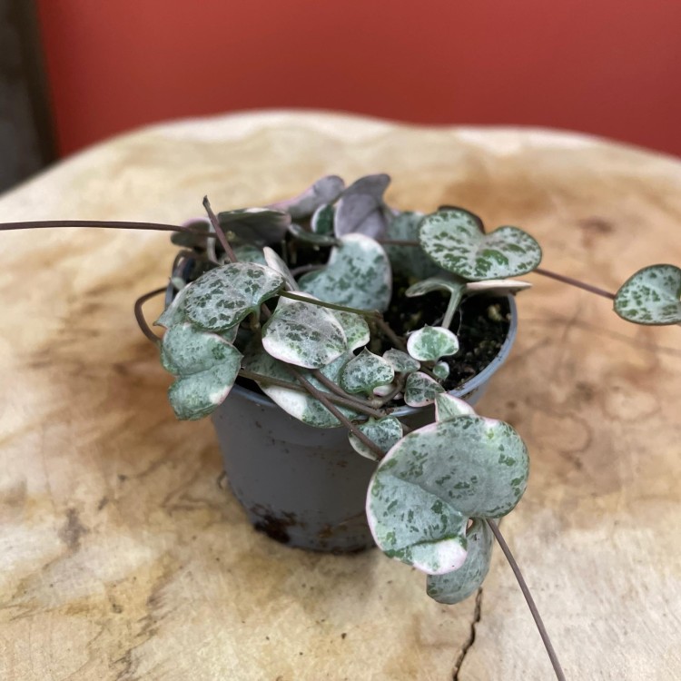 Ceropegia woodii różowa Ceropegia variegata (3).jpg