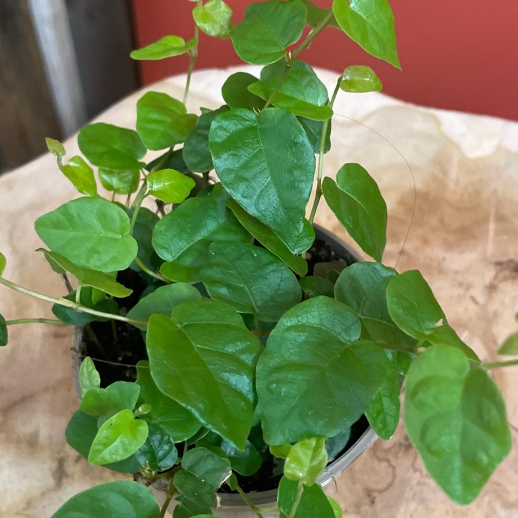 fikus pnący ZIELONY Ficus pumila 'Sunny Green' (11).jpg