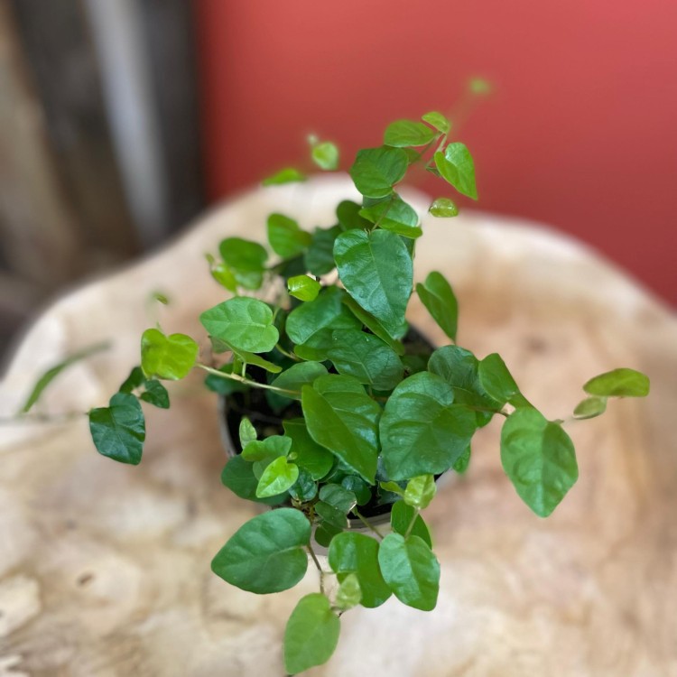 fikus pnący ZIELONY Ficus pumila 'Sunny Green' (12).jpg