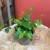 fikus pnący ZIELONY Ficus pumila 'Sunny Green' (13).jpg