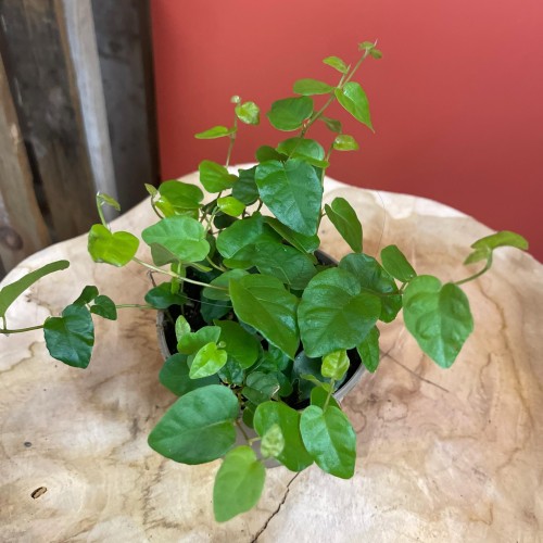 fikus pnący ZIELONY Ficus pumila 'Sunny Green' (9).jpg