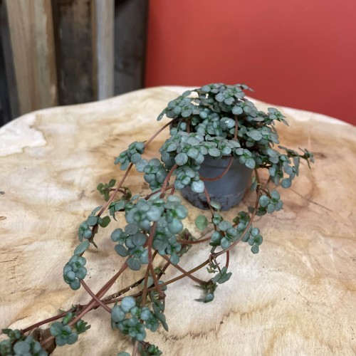 pilea glaucophylla 'Greyzy'  DØ6cm (2).jpg