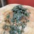 pilea glaucophylla 'Greyzy'  DØ6cm (1).jpg