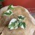 Epipremnum aureum 'NJoy' DØ6cm ŁACIATE (2).jpg