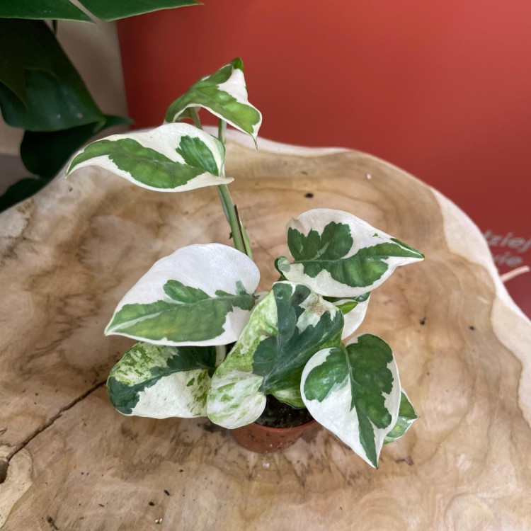 Epipremnum aureum 'NJoy' DØ6cm ŁACIATE (4).jpg