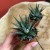 haworthia fasciala 'big band (1).jpg