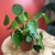 pilea  pieniążek  peperomoides  (2).jpg