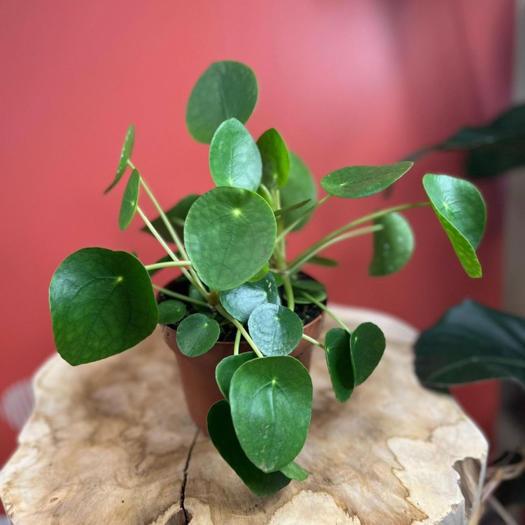 pilea  pieniążek  peperomoides  (3).jpg