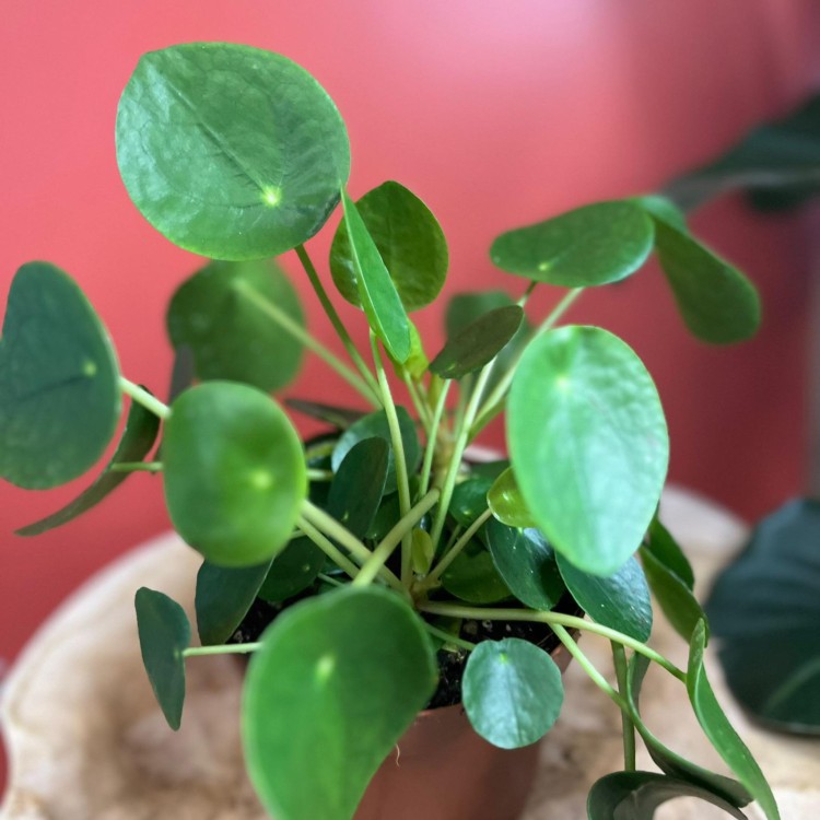 pilea  pieniążek  peperomoides  (4).jpg