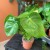 Monstera dziurawa  deliciosa (3).jpg