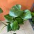 monstera dziurawa (2).jpg
