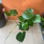 monstera dziurawa (1).jpg