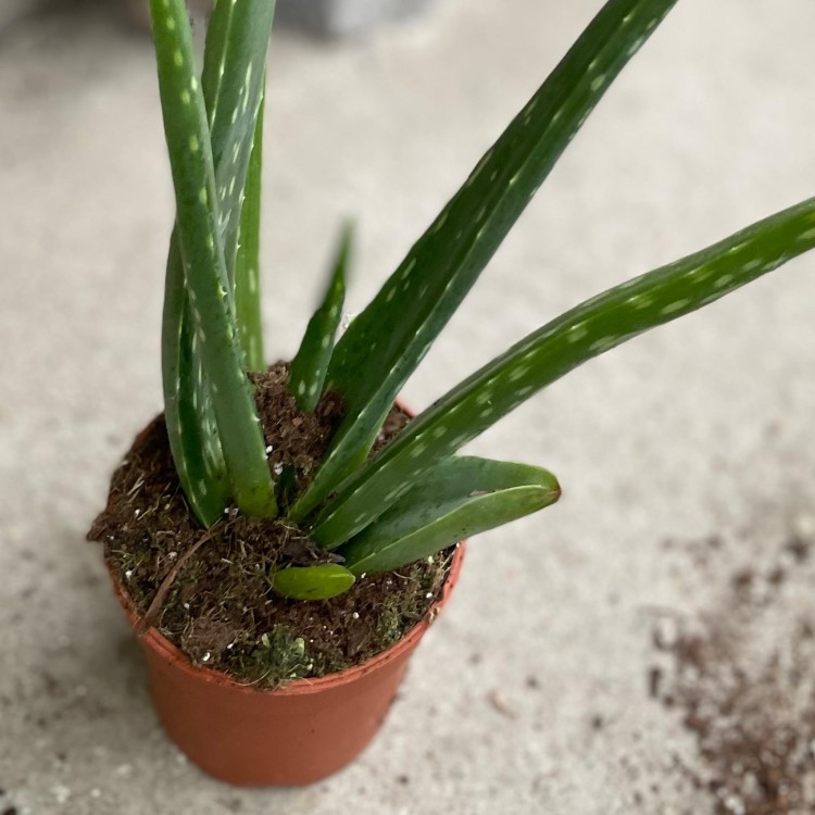 aloes vera (2).jpg