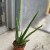 aloes vera (3).jpg