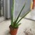 aloes vera (1).jpg