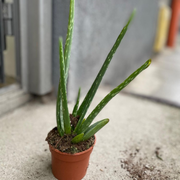 aloes vera (1).jpg