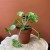 pilea mojito pieniążek  peperomoides DØ 12cm (3).jpg