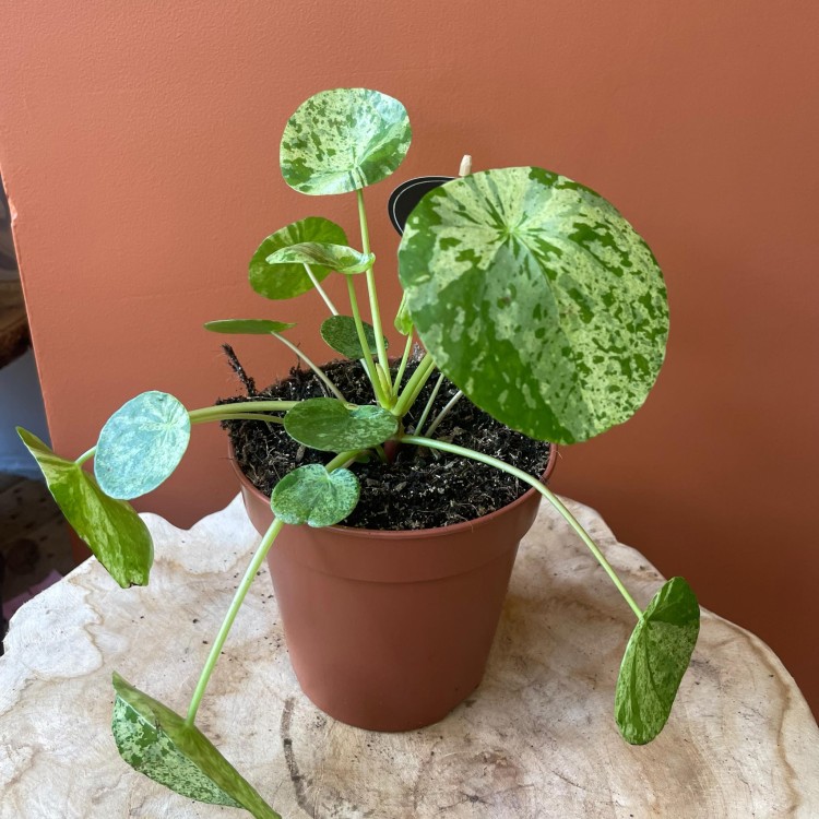 pilea mojito pieniążek  peperomoides DØ 12cm (4).jpg