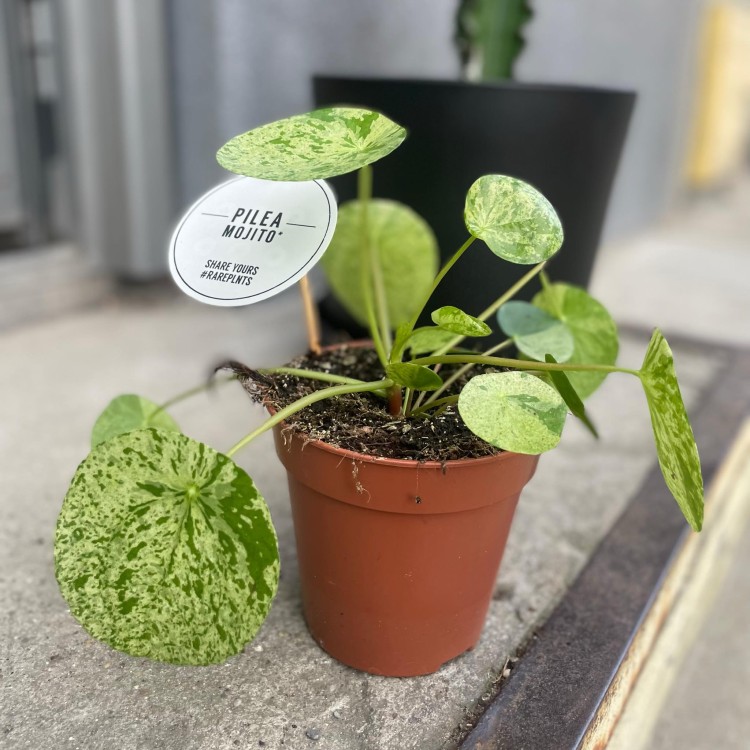 pilea mojito pieniążek  peperomoides DØ 12cm (5).jpg