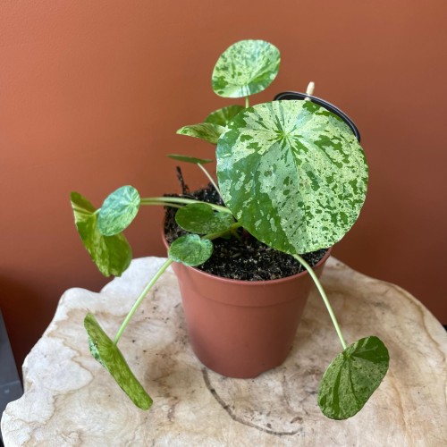 pilea mojito pieniążek  peperomoides DØ 12cm (1).jpg