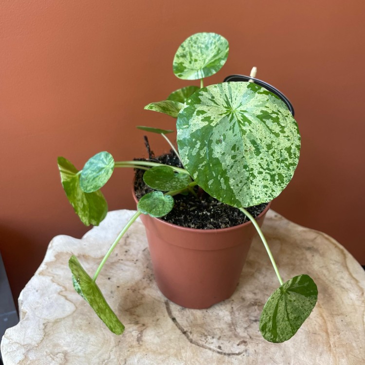 pilea mojito pieniążek  peperomoides DØ 12cm (1).jpg