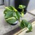 filodendron philodendron brasil (6).jpg