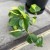 filodendron philodendron brasil (7).jpg