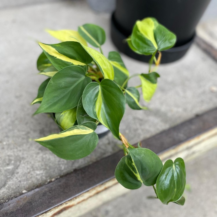 filodendron philodendron brasil (7).jpg