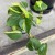 filodendron philodendron brasil (5).jpg