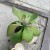 Euphorbia ritchiei wilczomlecz (1).jpg