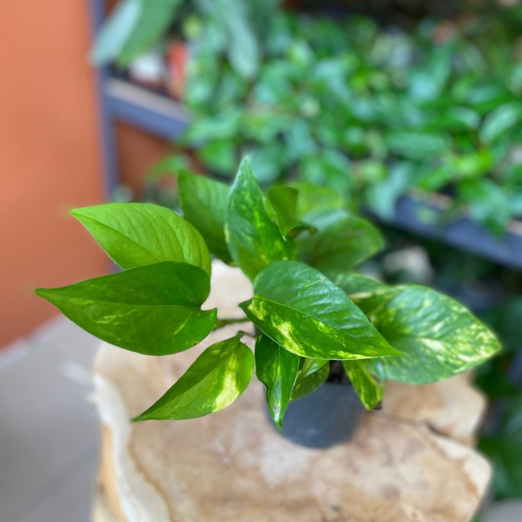 epipremnum pinnatum aureum  (2).jpg