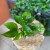 epipremnum pinnatum aureum  (3).jpg