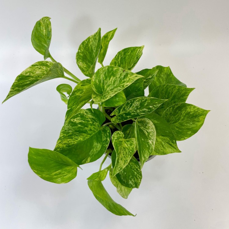 Marble Queen (2).jpg