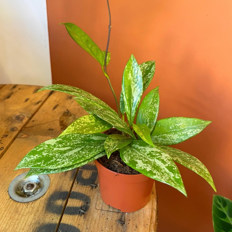hoya silver spot  (5).jpg