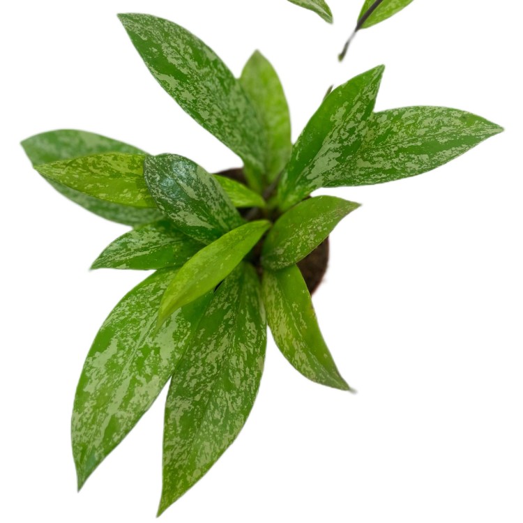 hoya silver spot  (6).jpg