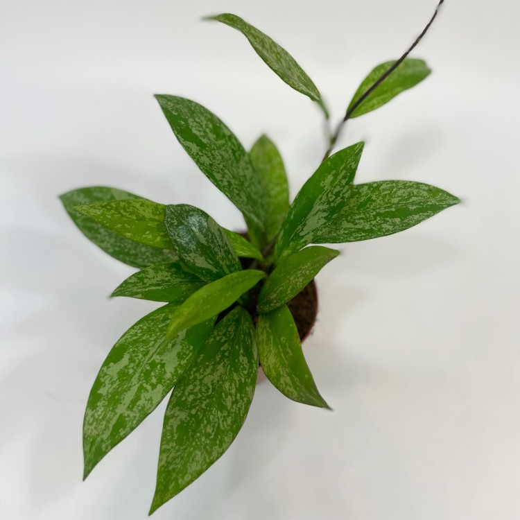 hoya silver spot  (7).jpg