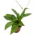 hoya silver spot  (1).jpg