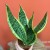sansevieria  wężownica (1).jpg