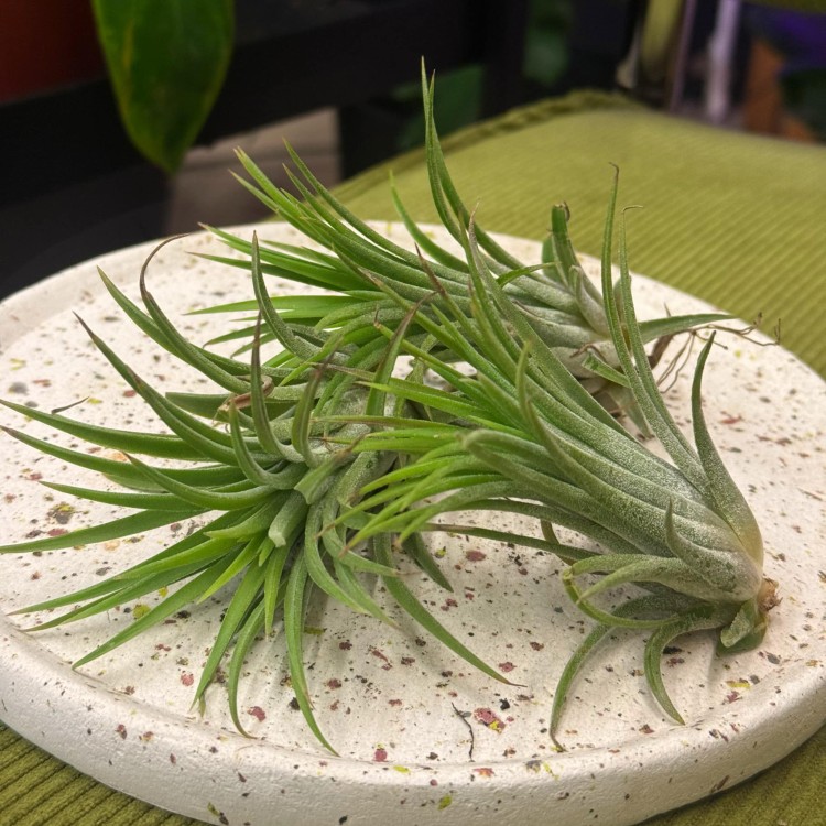 Tillandsia ionantha (2).jpg