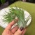 Tillandsia ionantha (1).jpg