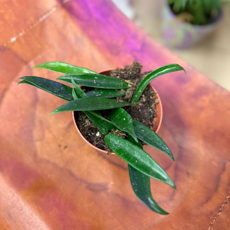 Hoya Minibelle hoja DØ10,5 cm   (1).jpg
