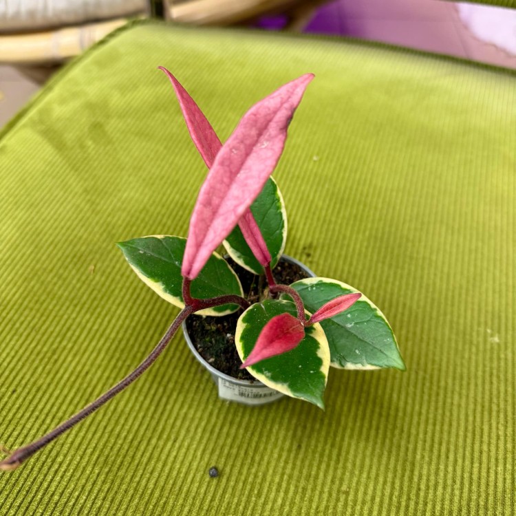 Hoja hoya flamingo dream (3).jpg