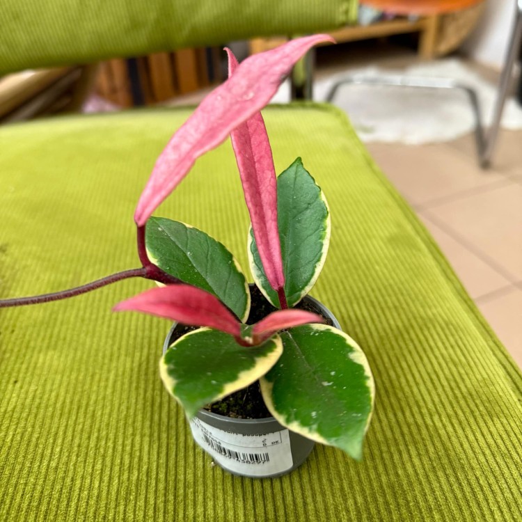 Hoja hoya flamingo dream (1).jpg
